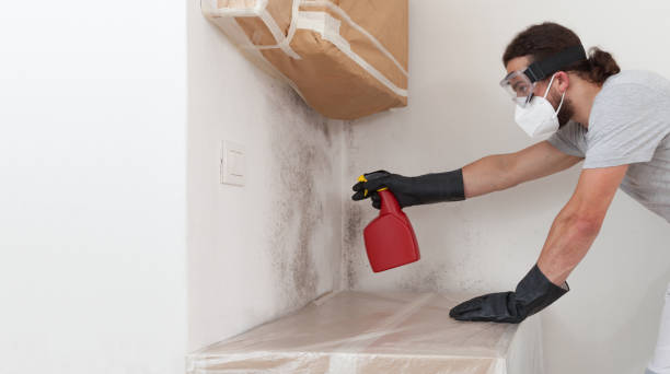 Basement Mold Remediation treatment on basement walls in Sawyer