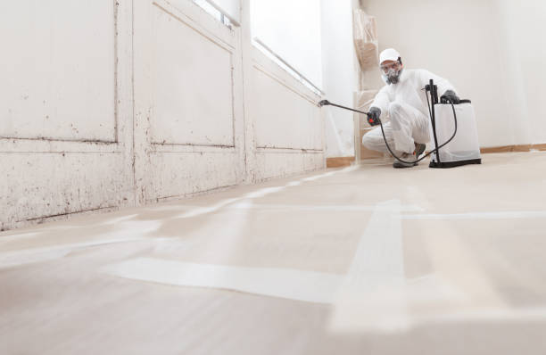 Black mold remediation team in Sawyer
