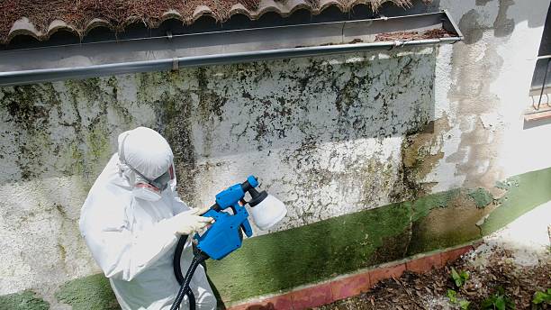 Mold Removal service in Sawyer